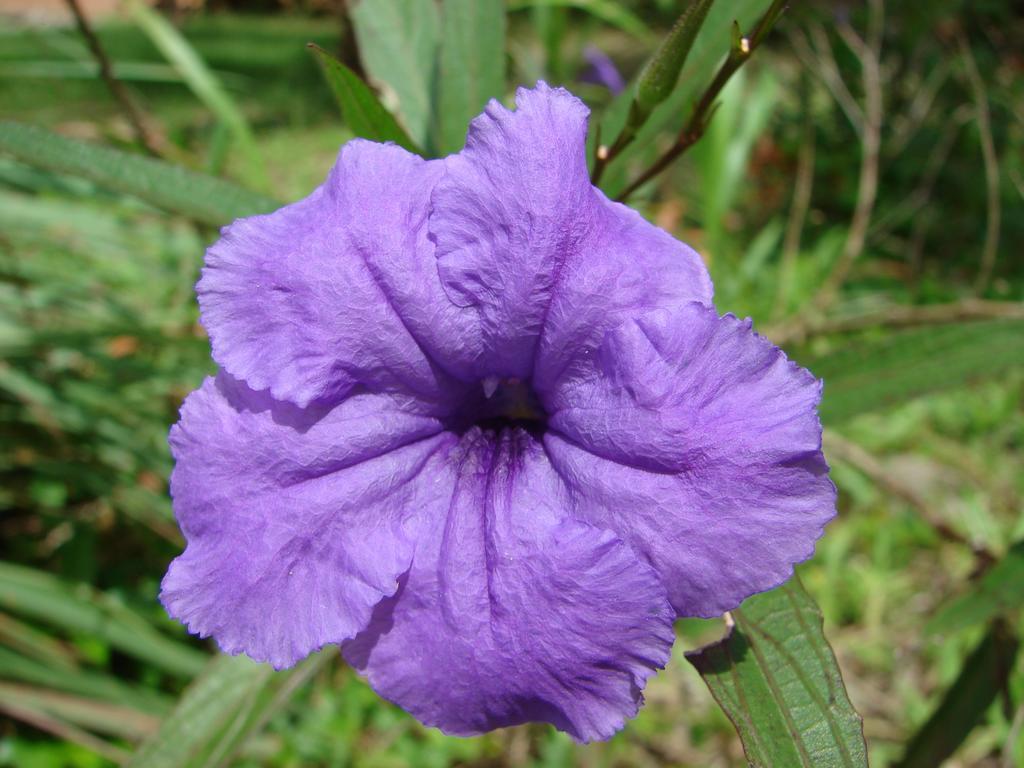 אפרטהוטל קאוויטה Babilonia חדר תמונה